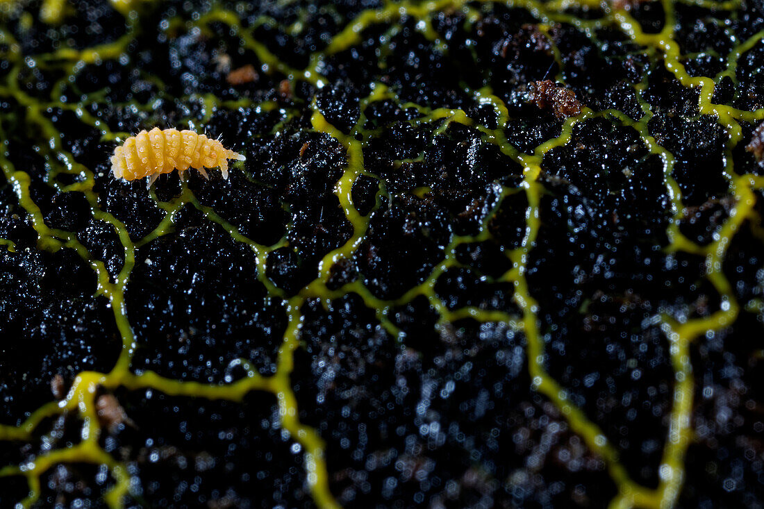 Springtail with slime mould