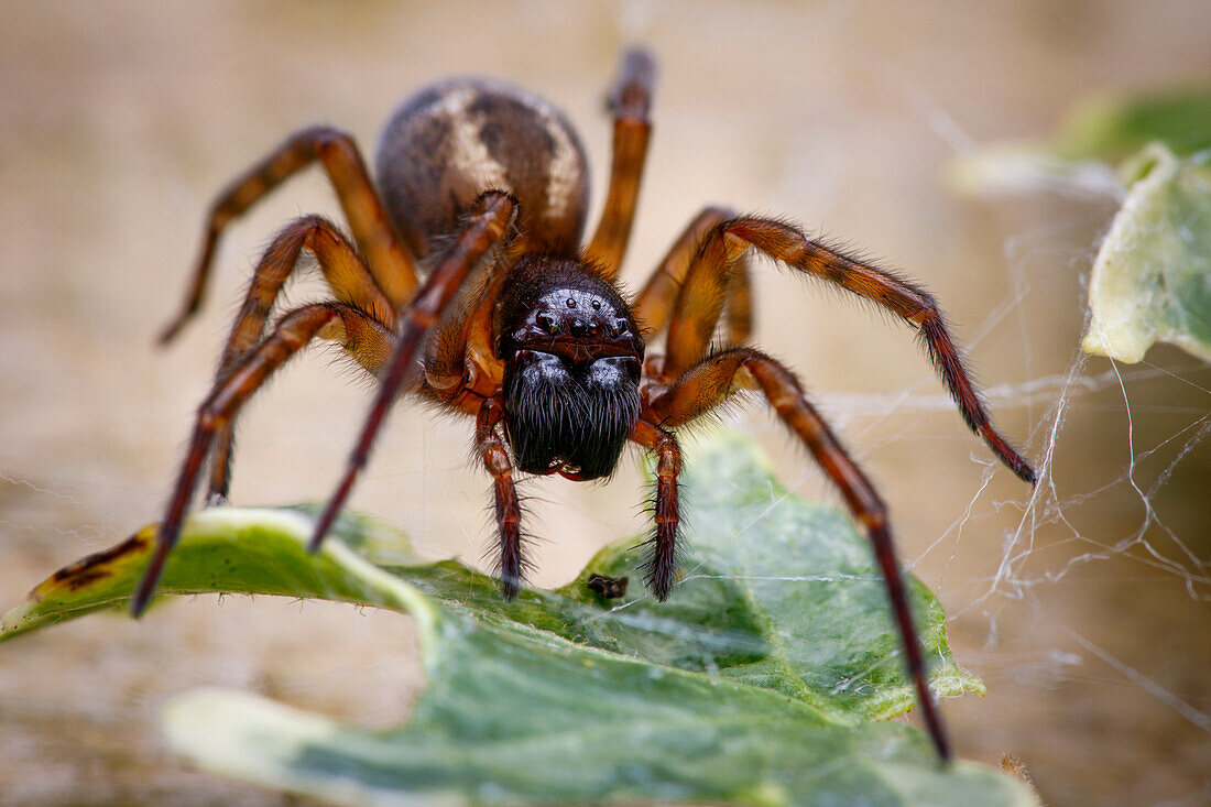Lace-weaver spider