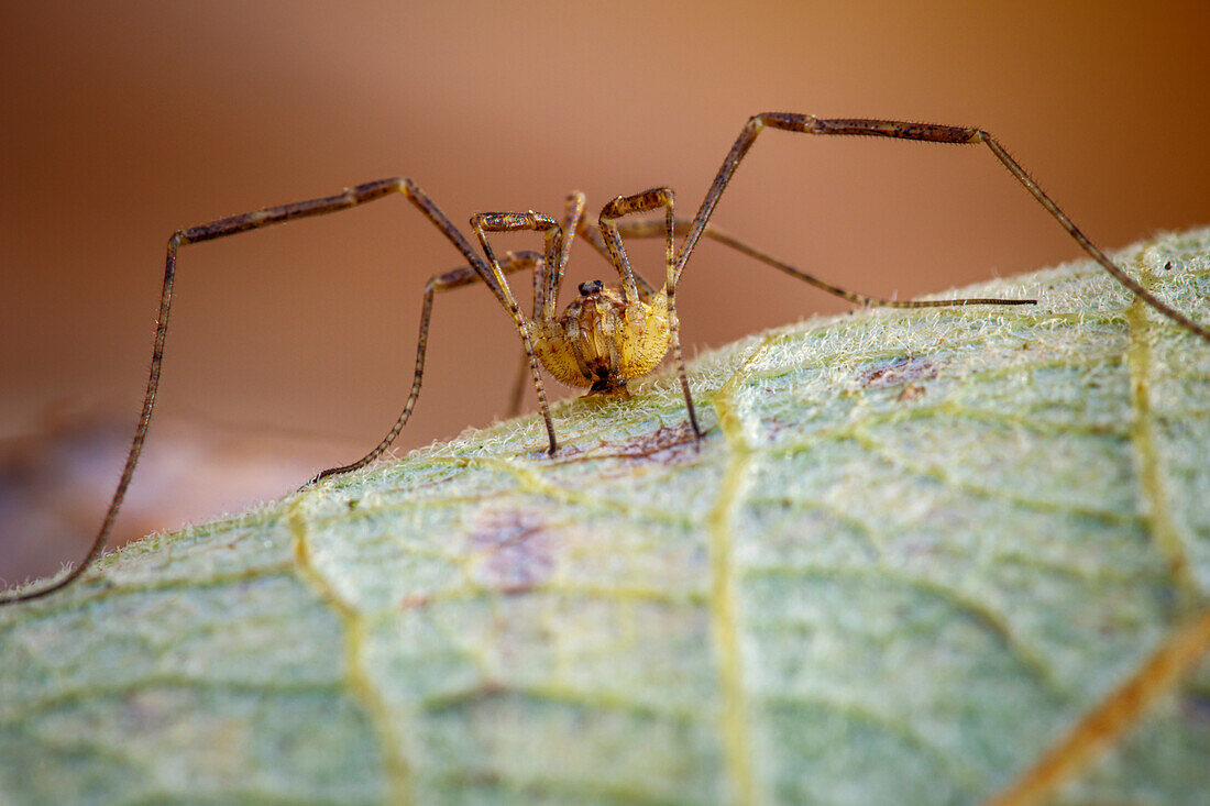Harvestman spider