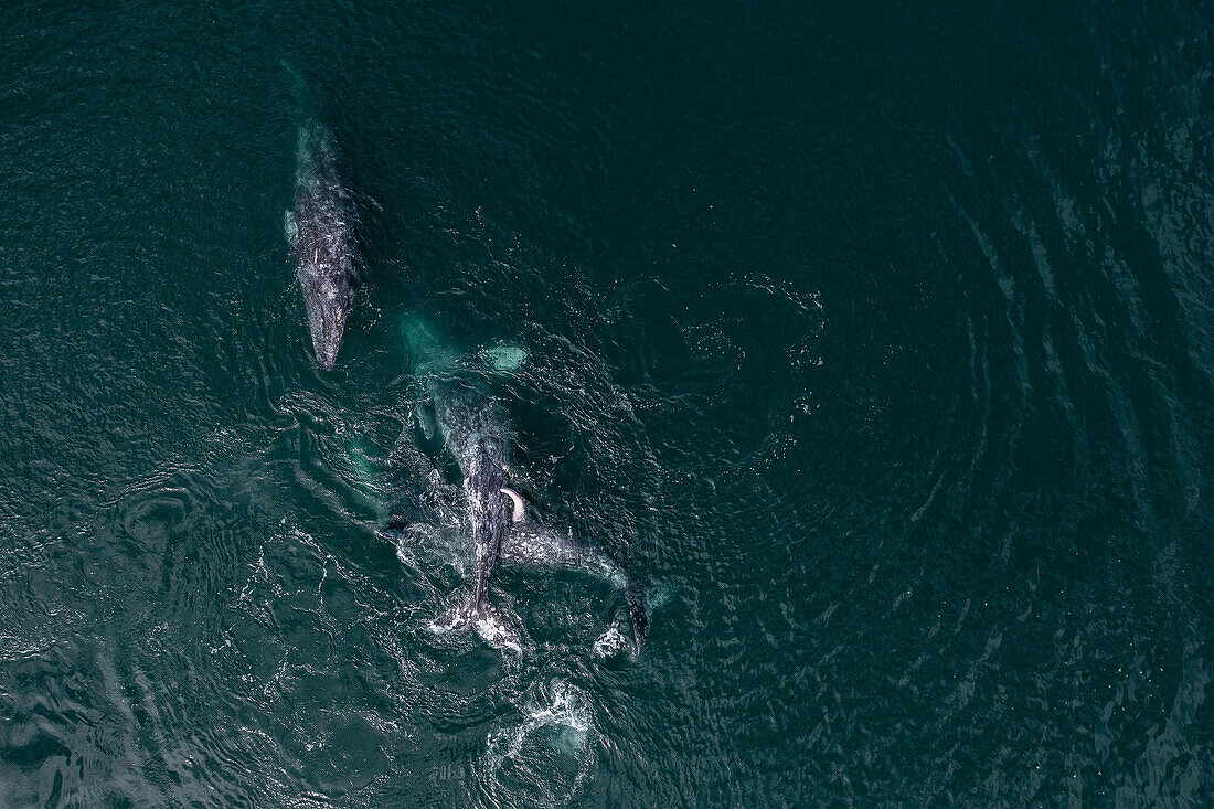Mating grey whales