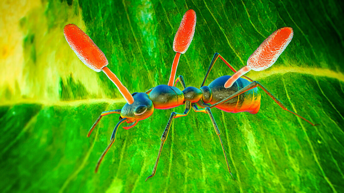 Cordyceps parasitic fungus growing on ant, illustration