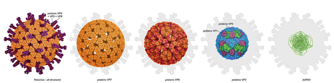 Rotavirus structure, illustration