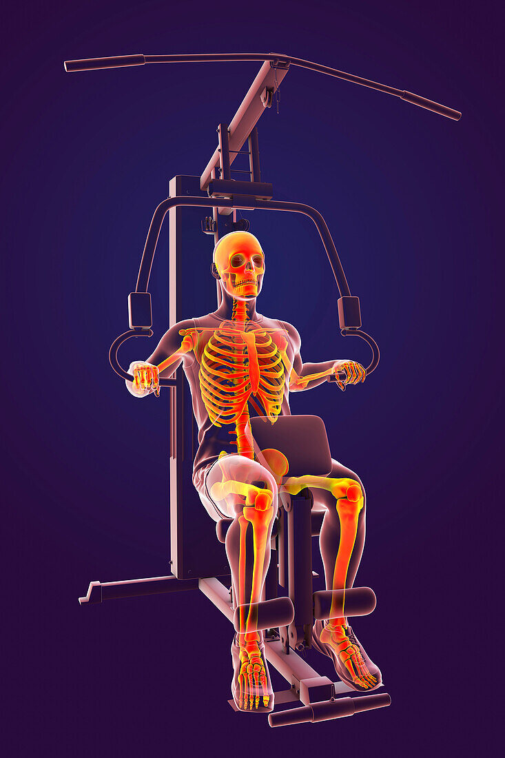 Skeleton training on a hammer strength machine, illustration