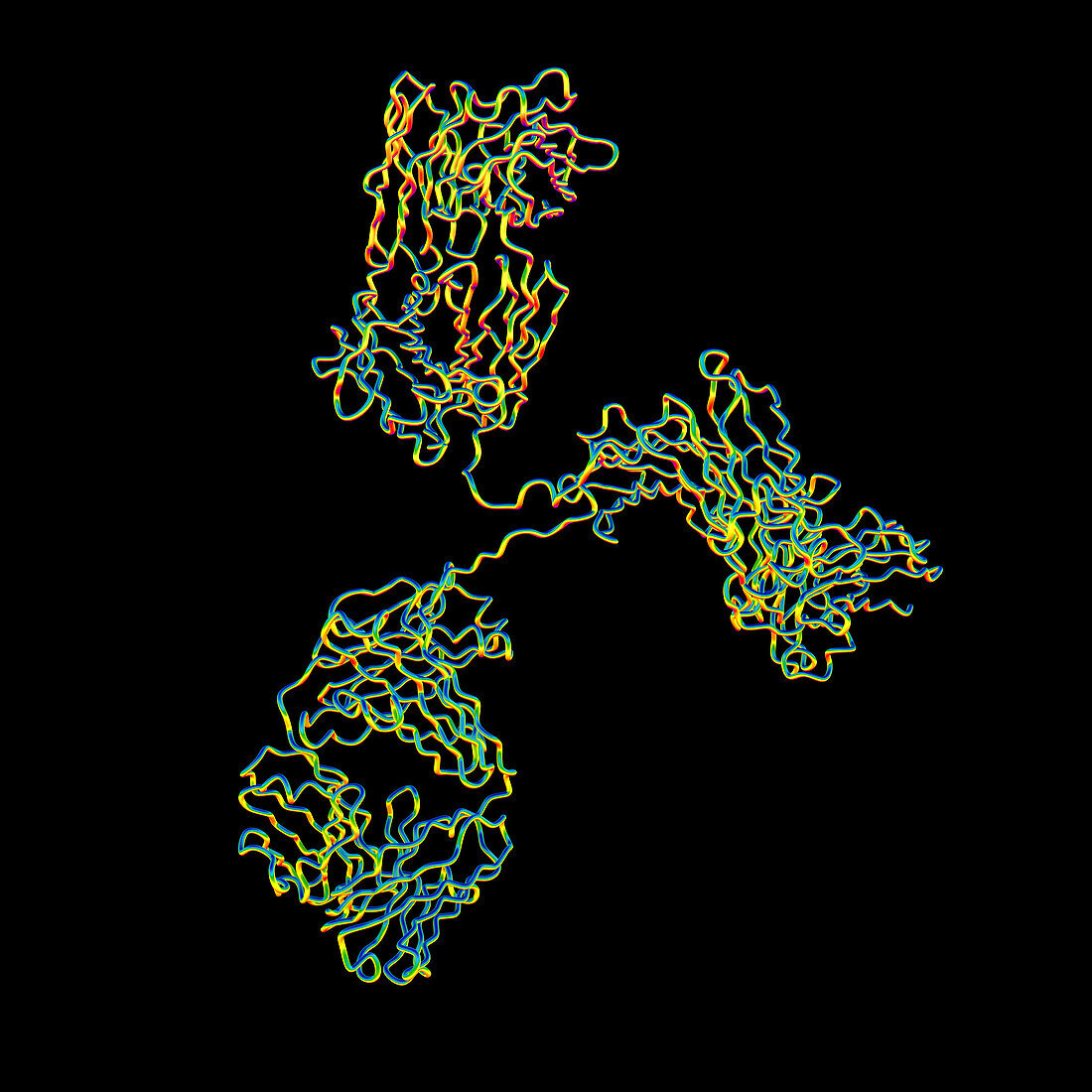 Immunoglobulin G antibody, molecular model