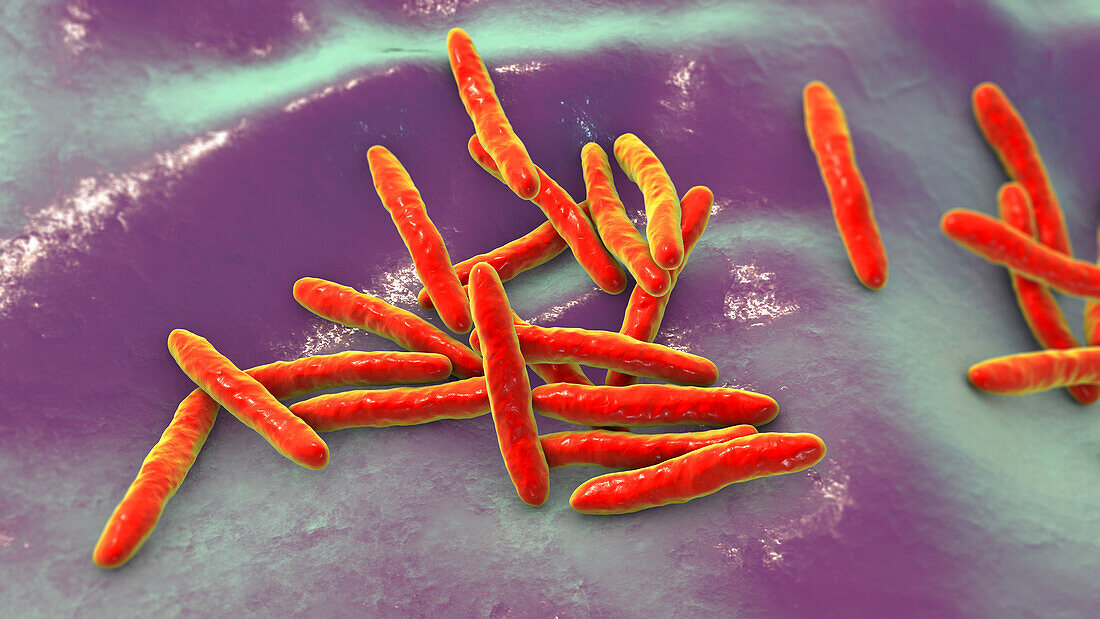 Mycobacterium ulcerans bacteria, illustration