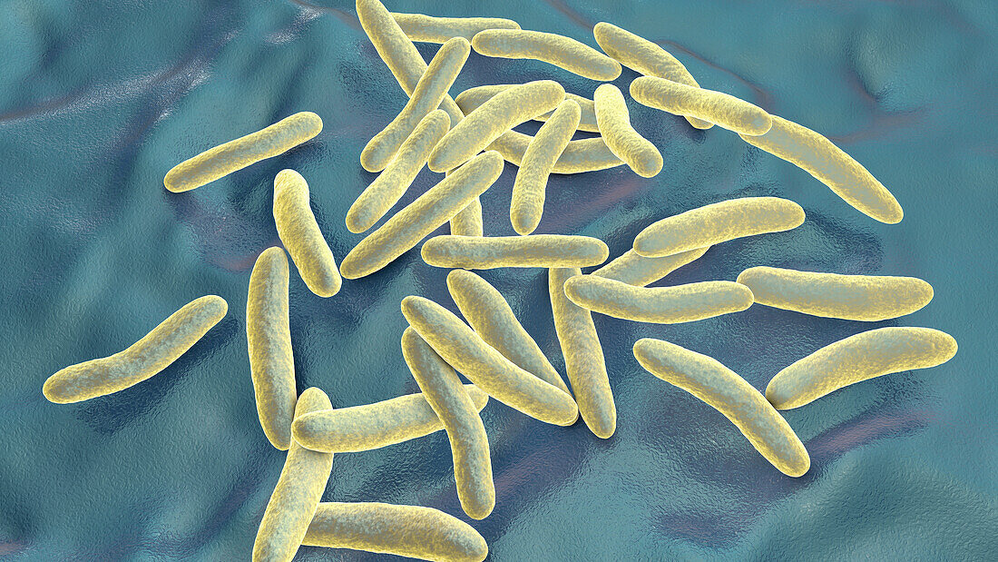 Pseudoalteromonas tetraodonis bacteria, illustration.