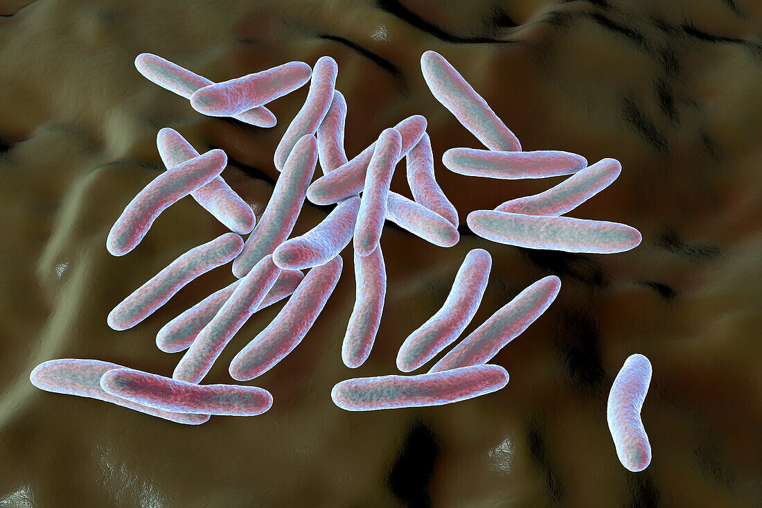 Pseudoalteromonas tetraodonis bacteria, illustration.
