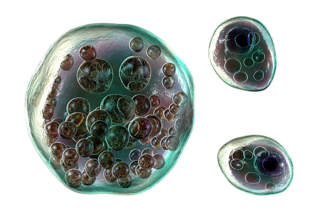 Rhinosporidium seeberi parasite, illustration