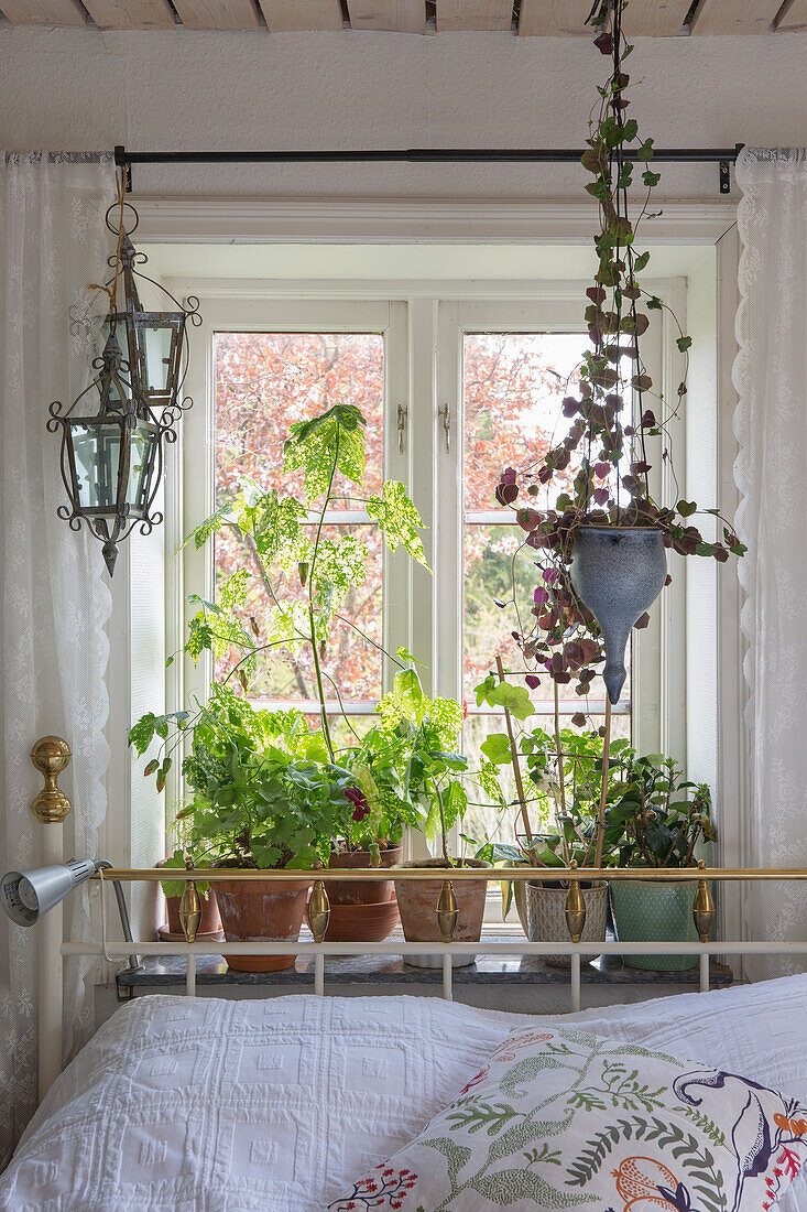 Topfpflanzen auf der Fensterbank im Schlafzimmer