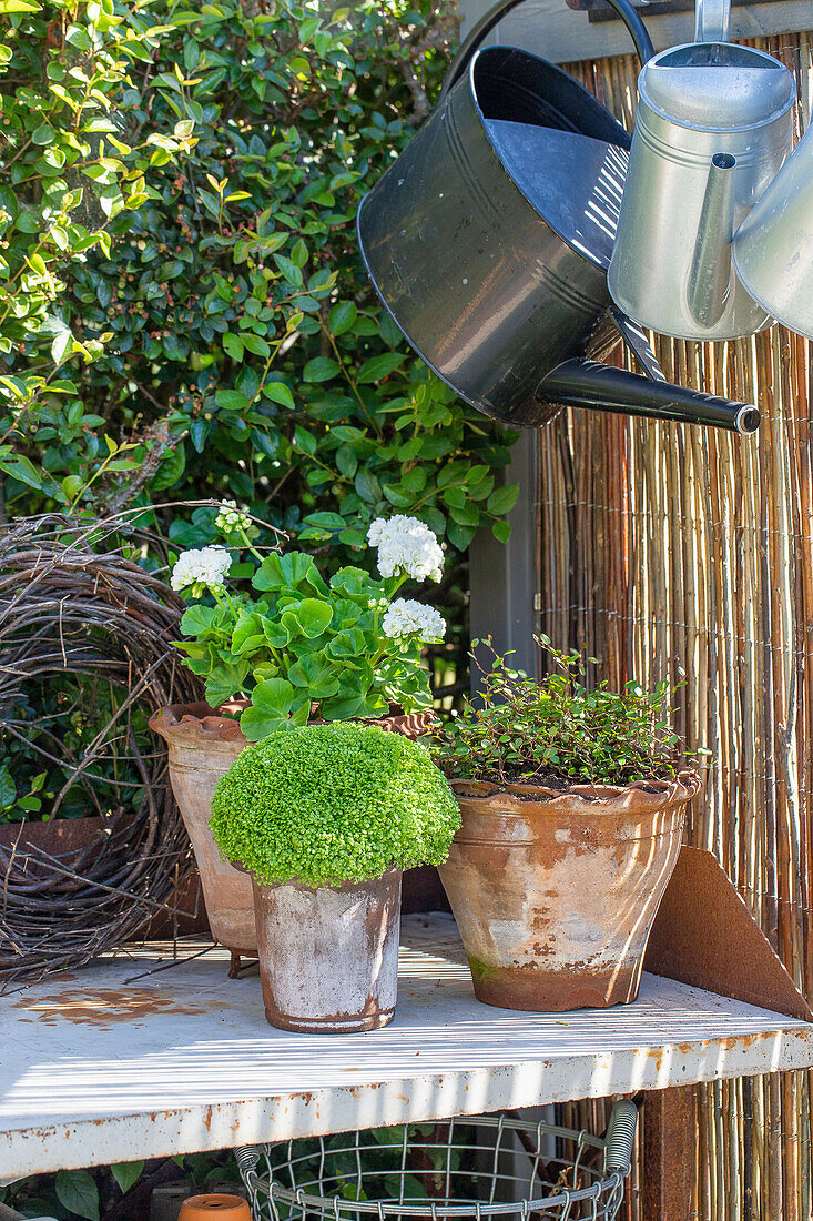 Planting table with potted plants and watering can in garden