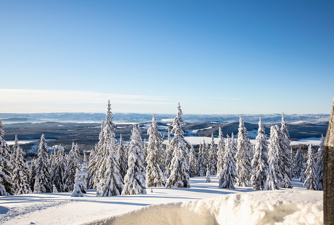 Snow-covered fir trees with a view of a hilly landscape in winter