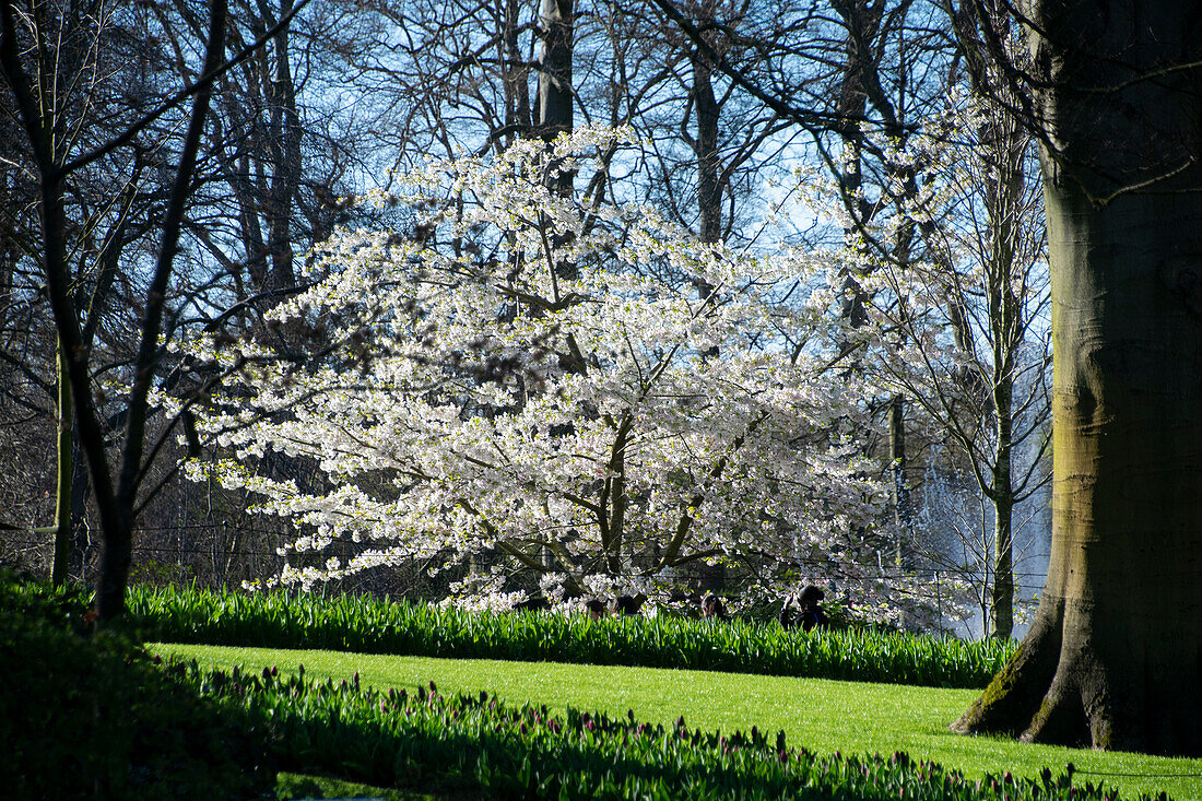 Prunus serrulata Amagi-yoshino