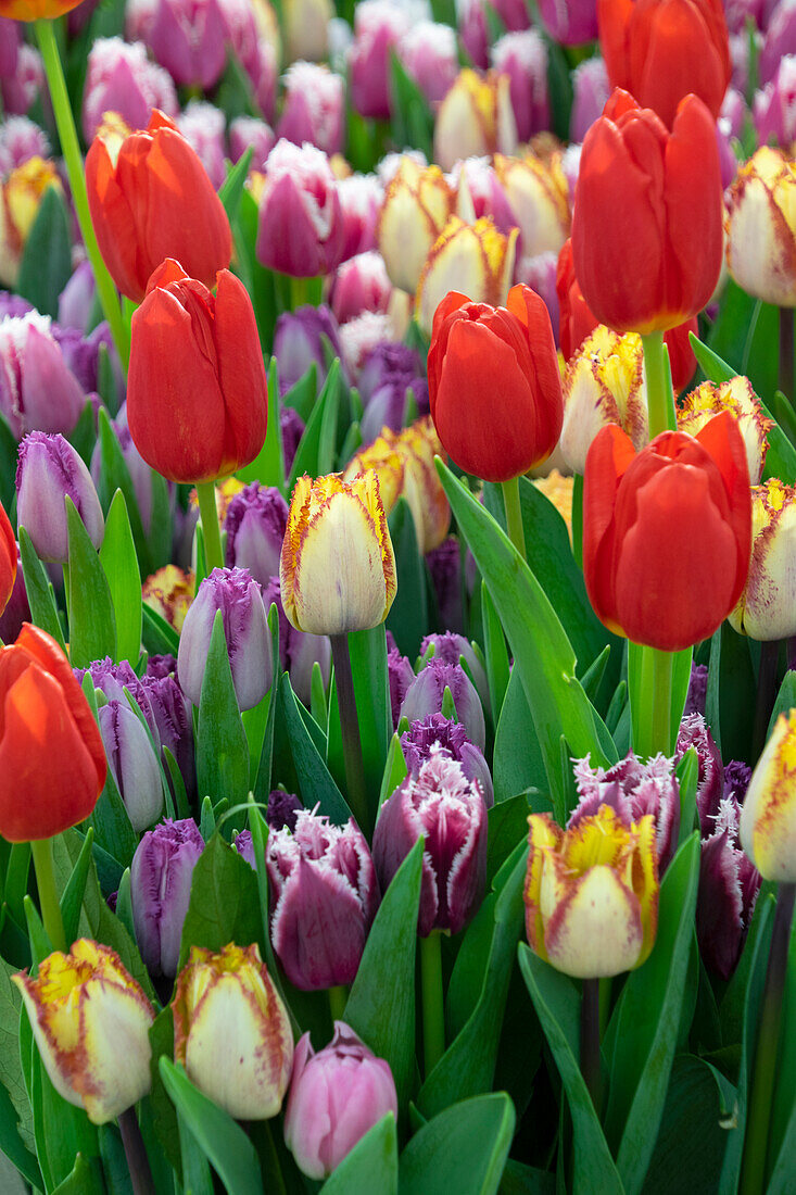 Mixed tulips