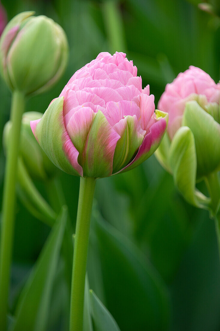 Tulipa Strawberry Cream