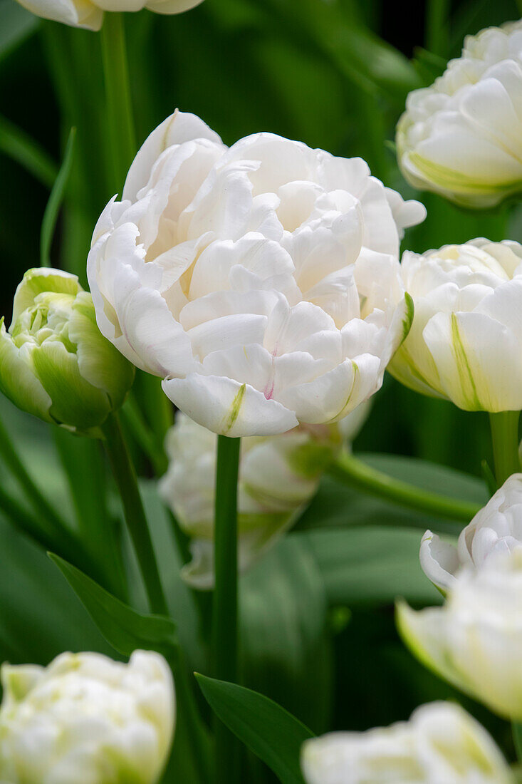 Tulipa Cotton Candy