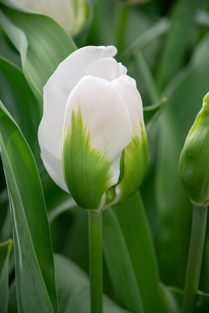 Tulipa Green Light