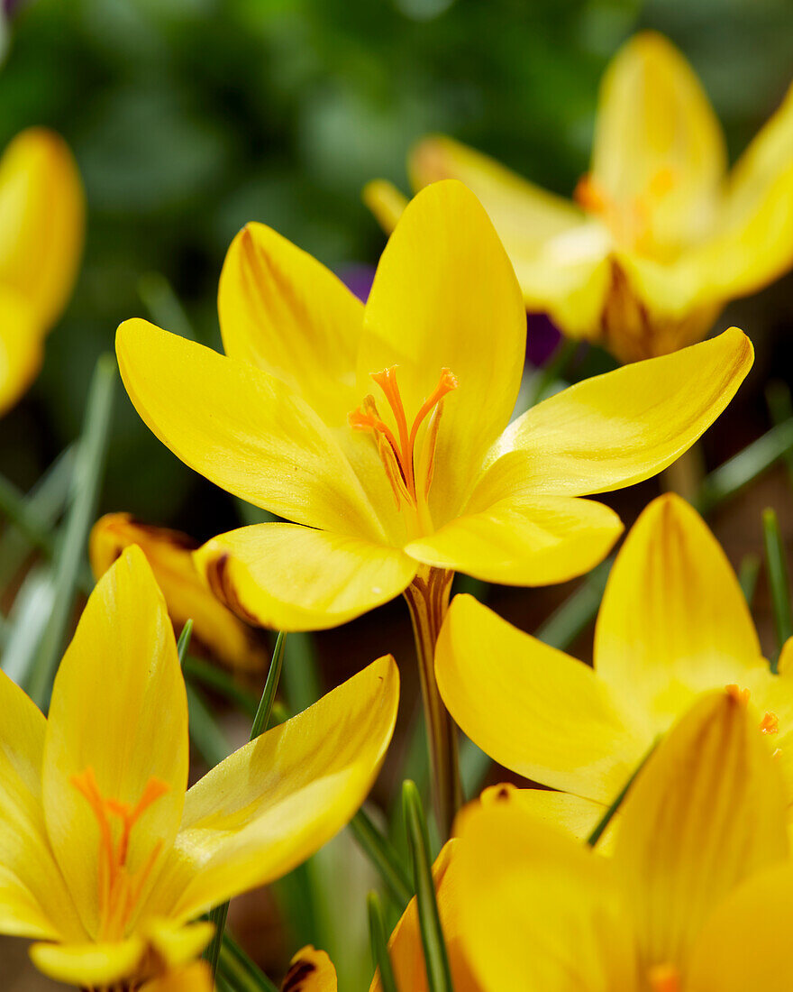 Crocus Little Amber