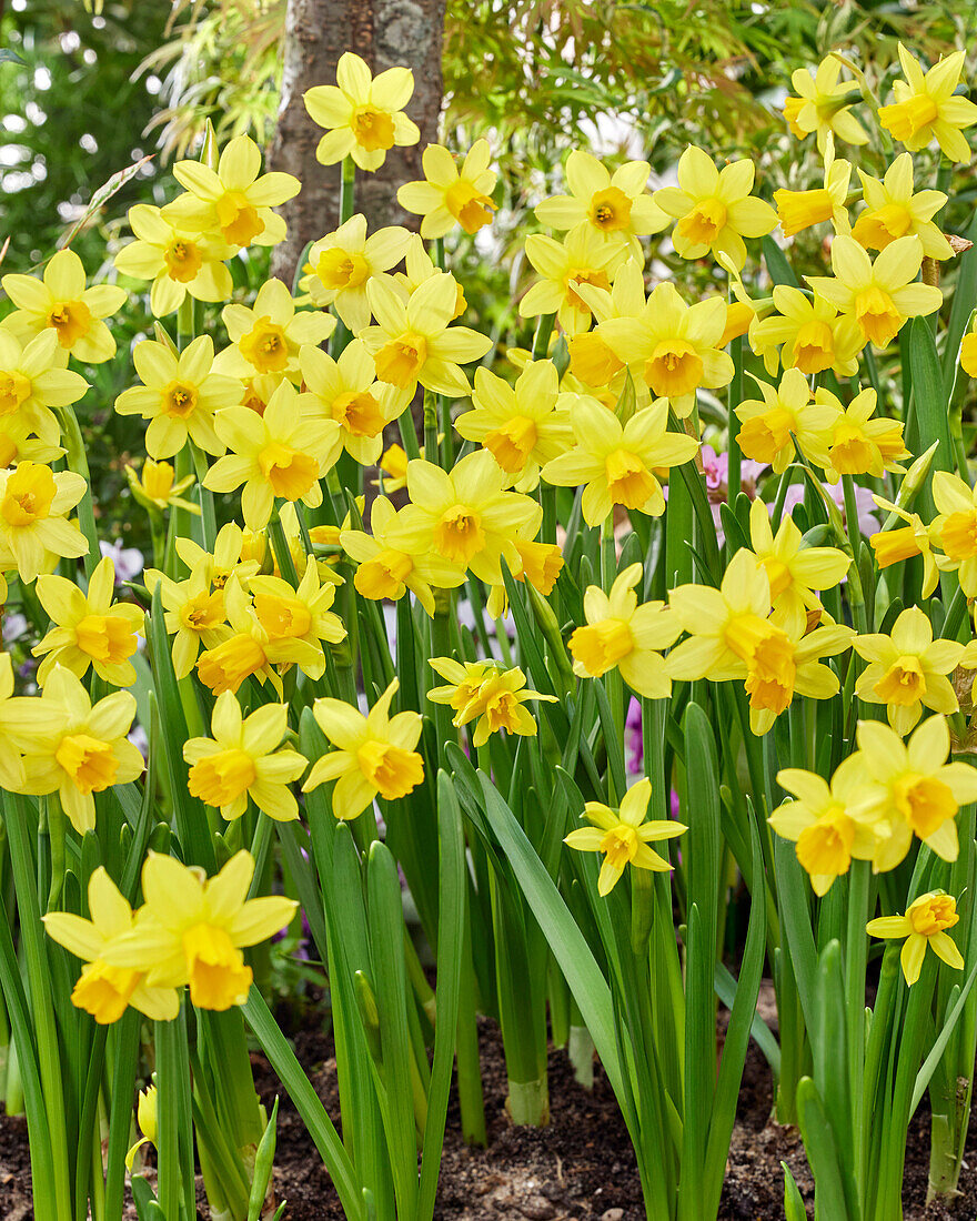 Narcissus Tete a Tete