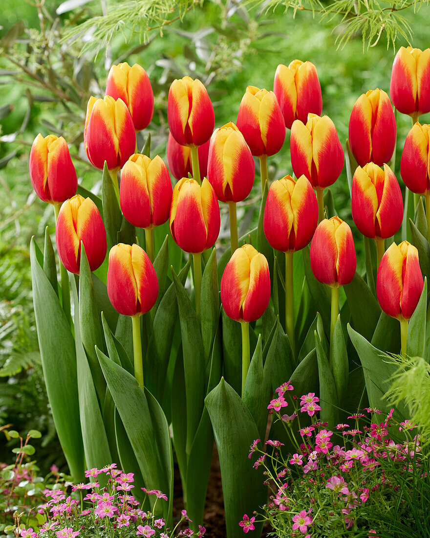 Tulipa Soprano