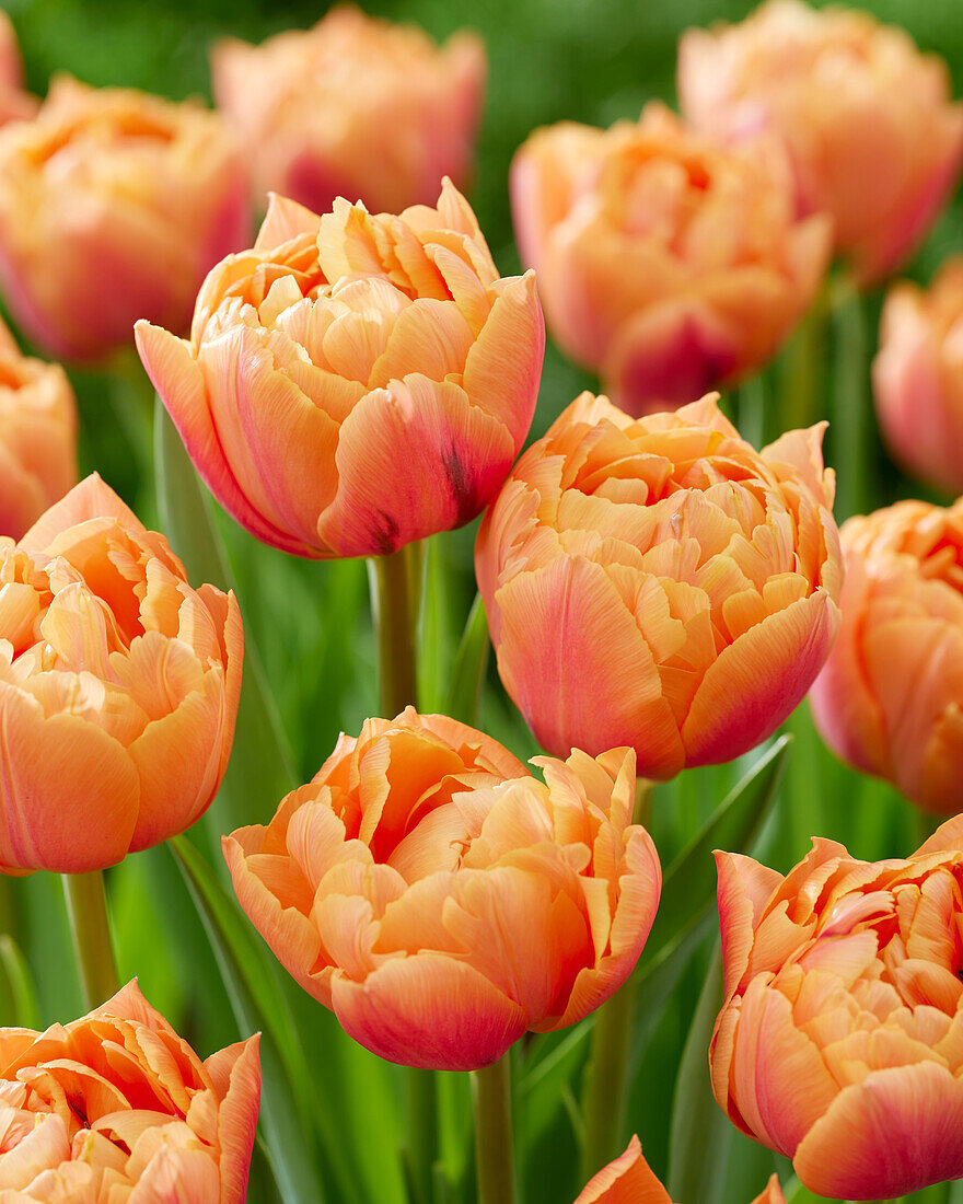 Tulpe (Tulipa) 'Formule One'