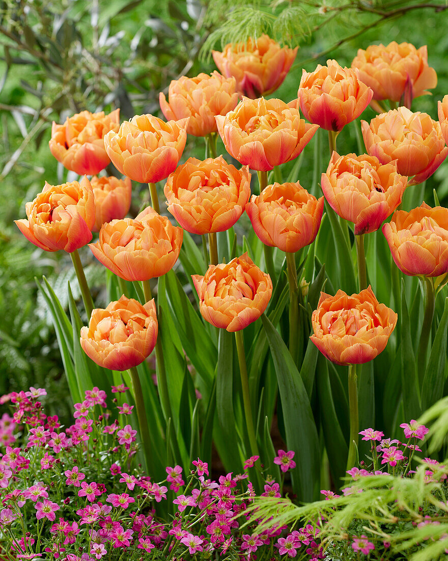 Tulipa Formule One