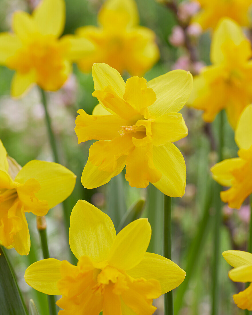 Narcissus Winter Starlet