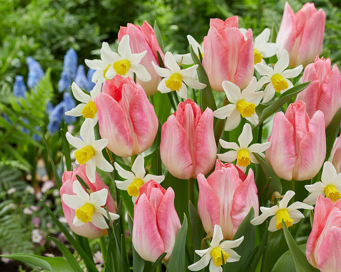 Tulpe (Tulipa) 'Kae Le Queen' und Narzisse (Narcissus) 'Jack Snipe'