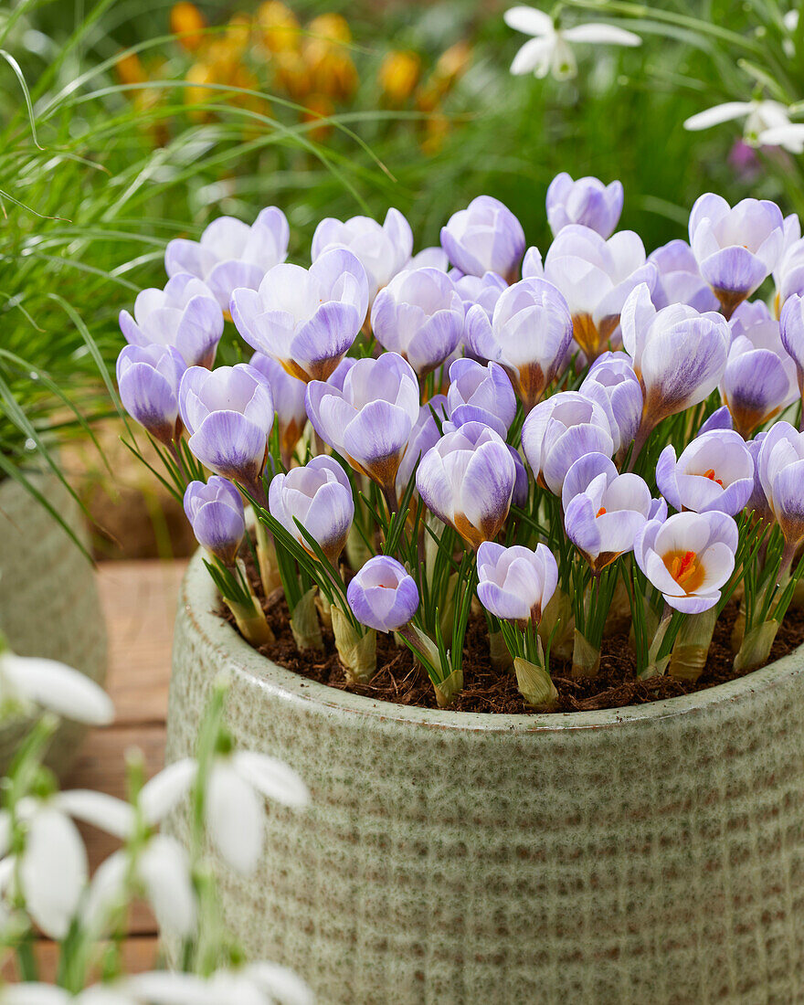 Crocus chrysanthus Blue Pearl