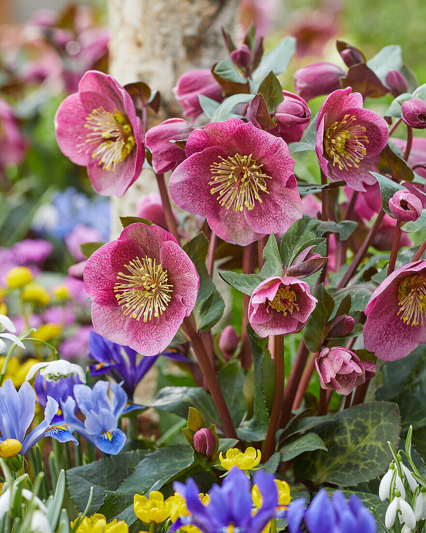 Helleborus Charmer