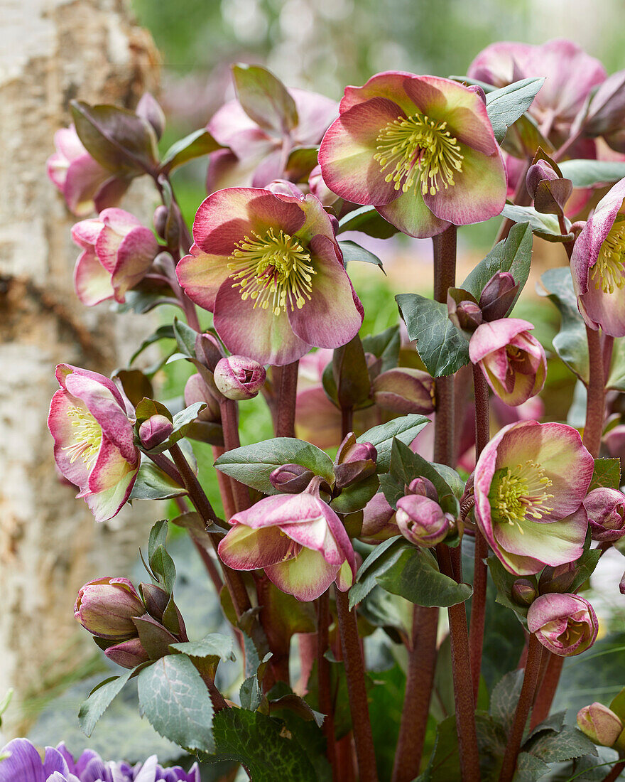 Helleborus Dana's Dulcet, Danas Dulcet