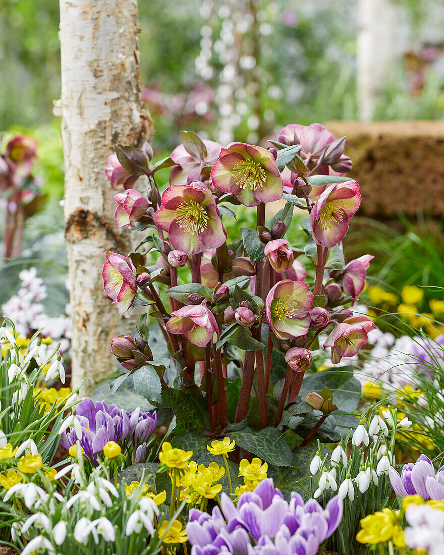 Helleborus Dana's Dulcet, Danas Dulcet