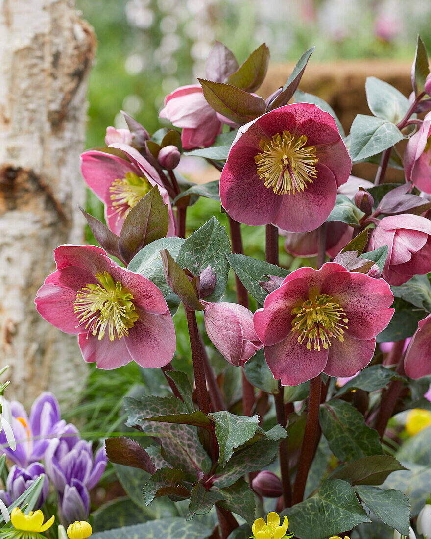 Helleborus Pippa's Purple, Pippas Purple