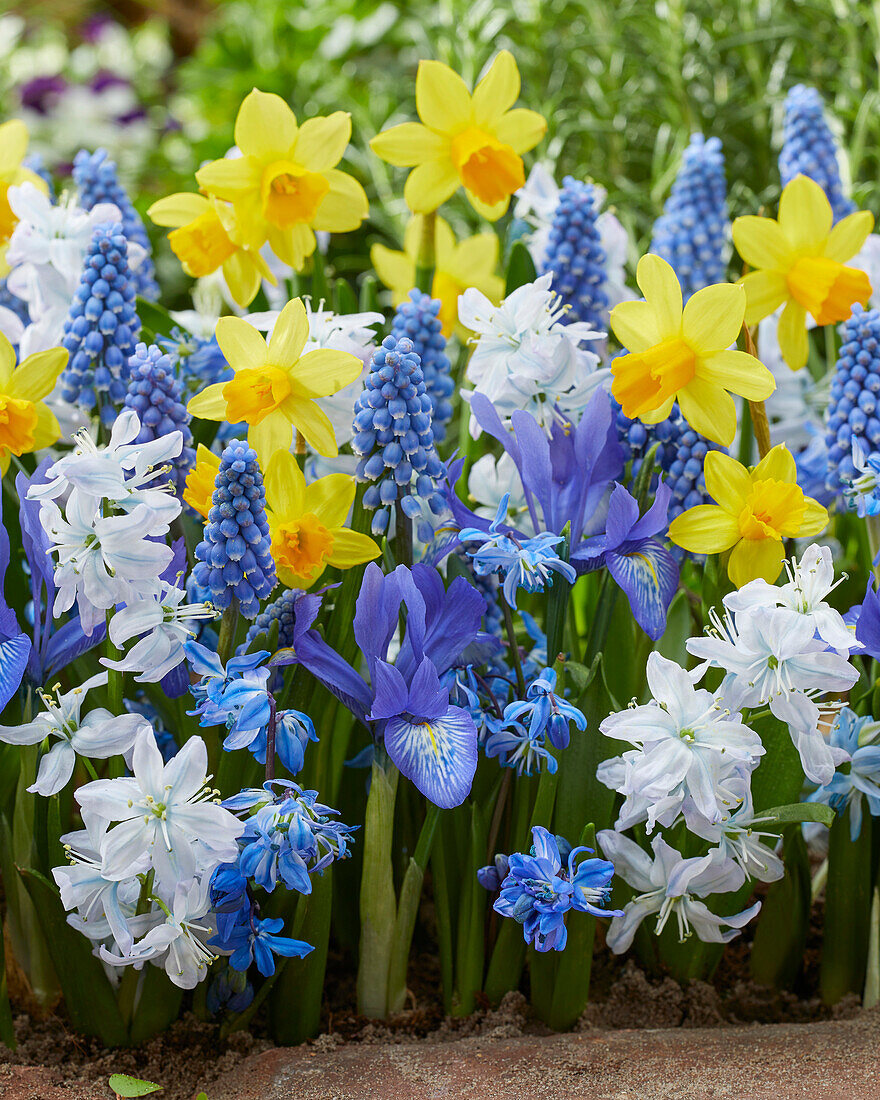 Early spring flower mix blue and yellow