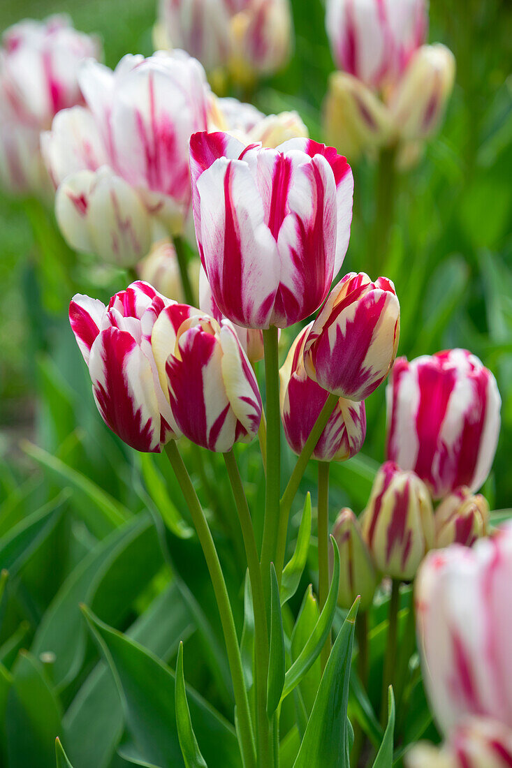 Tulipa Flaming Club