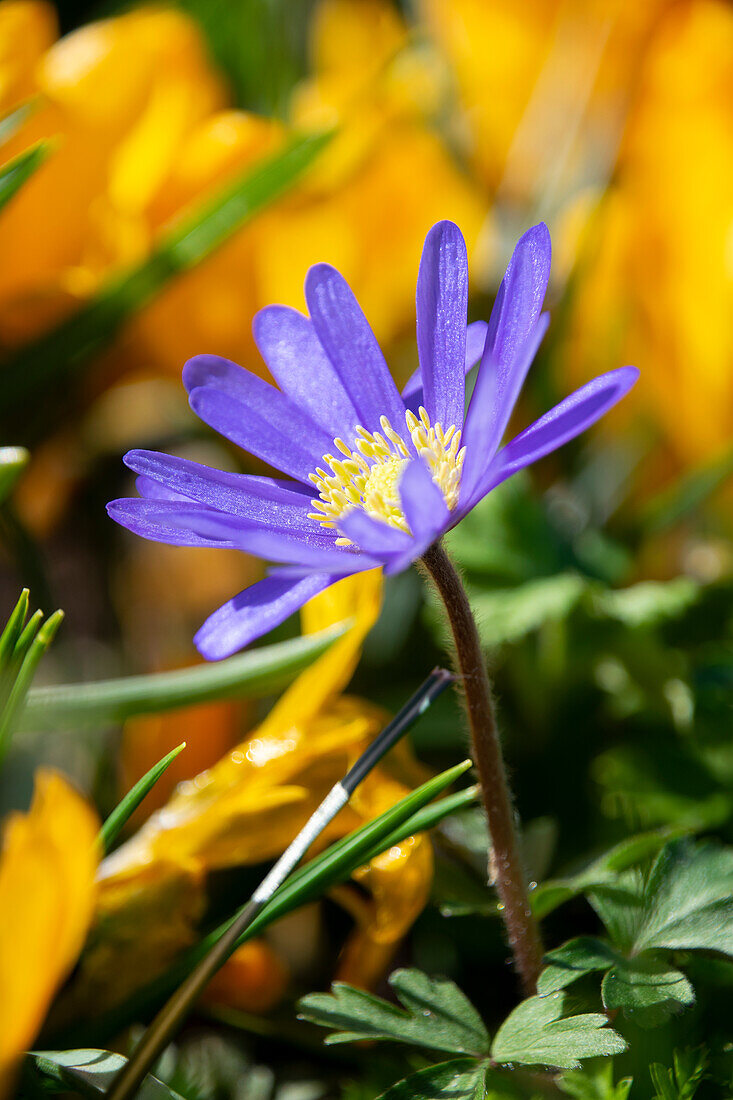 Anemone blanda Blue Shades