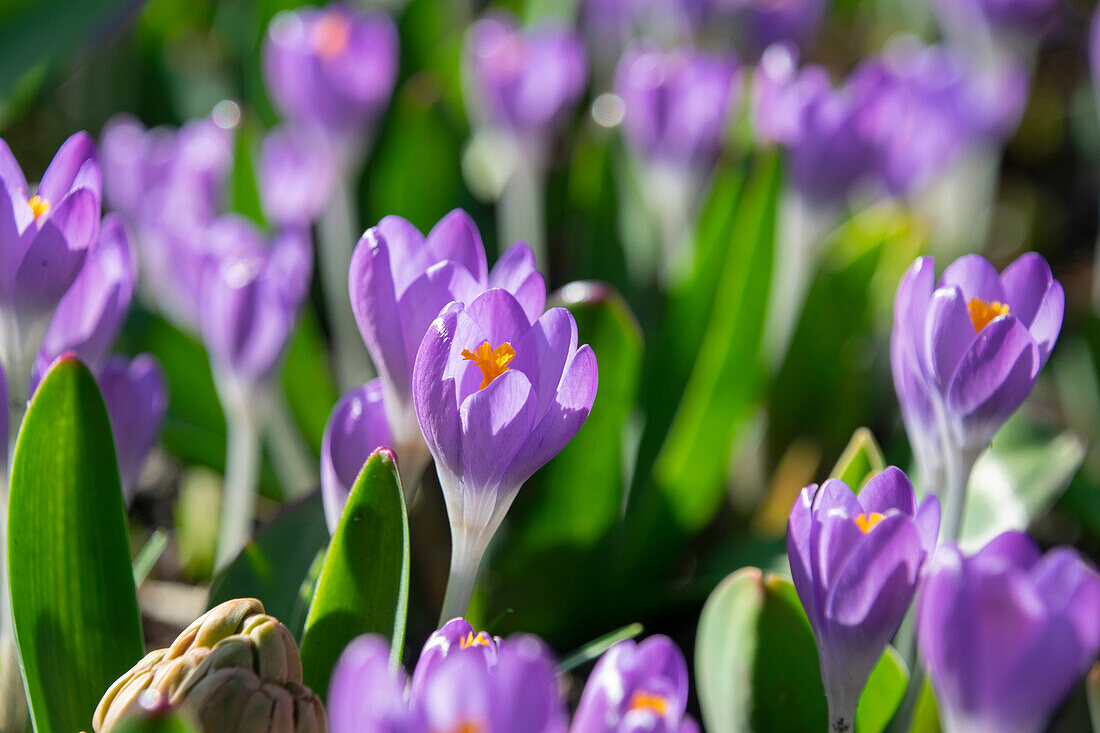 Crocus tommasinianus Barr's Purple, Barrs Purple