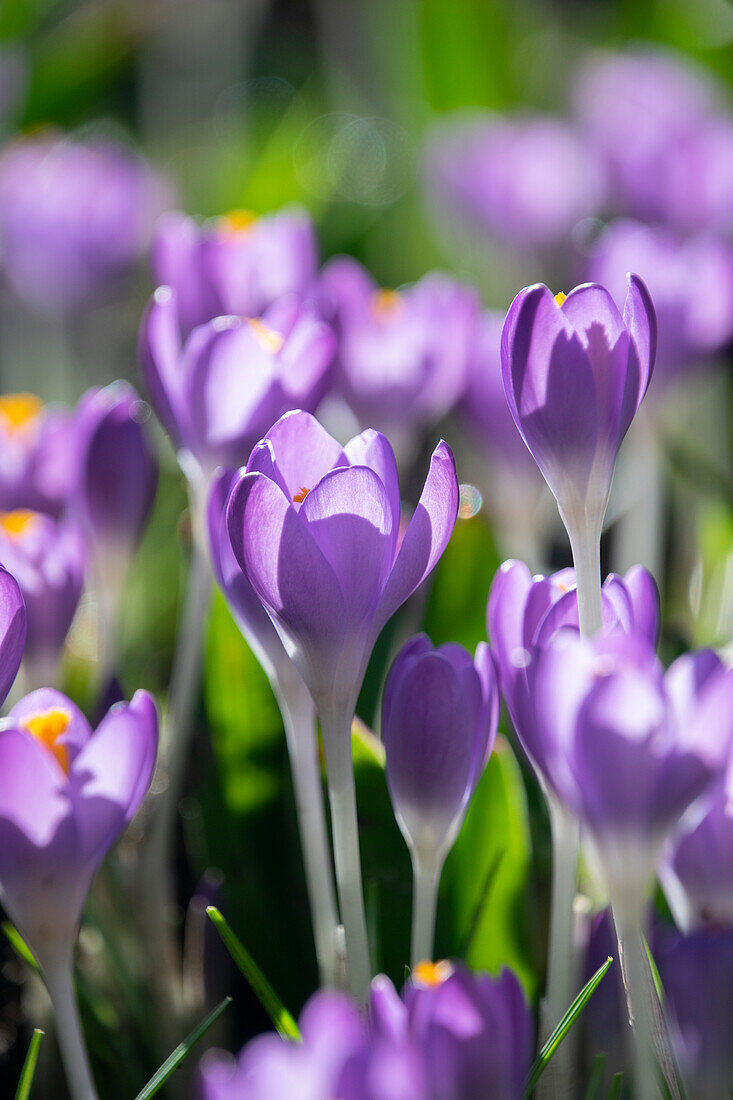 Crocus tommasinianus Barr's Purple, Barrs Purple