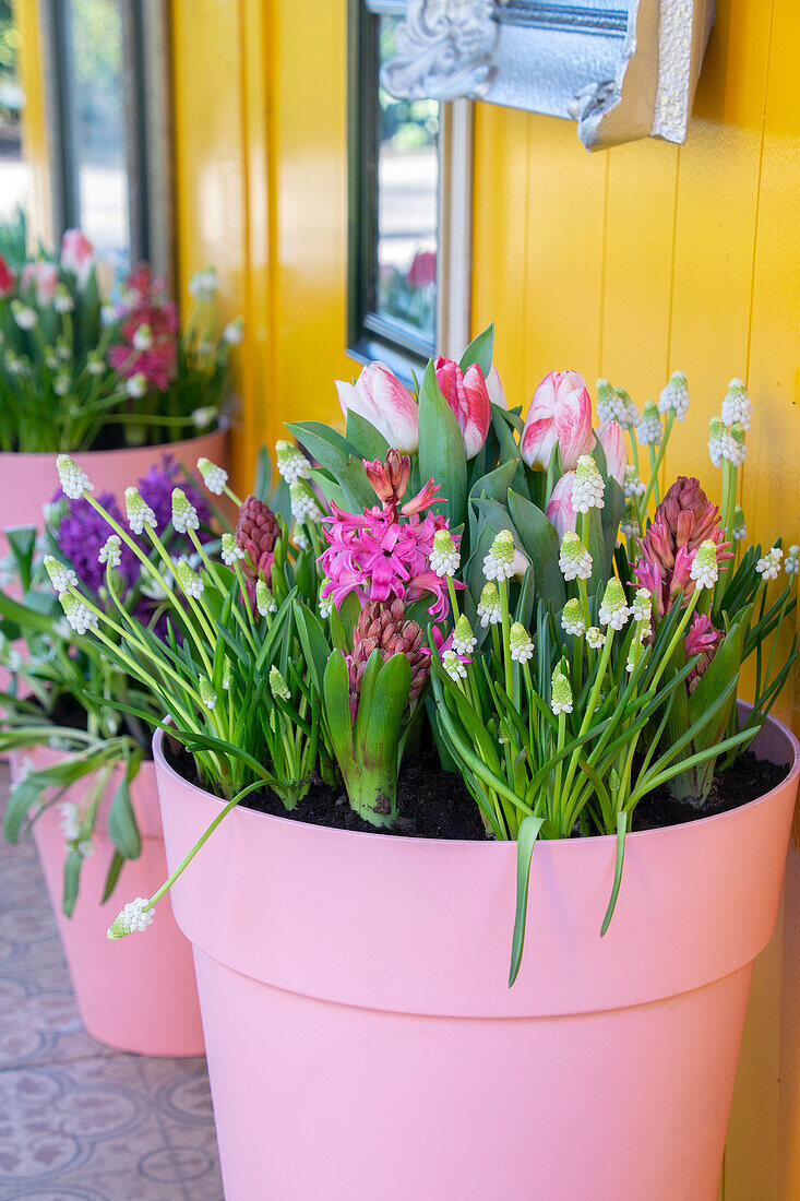 Spring flowers on pot