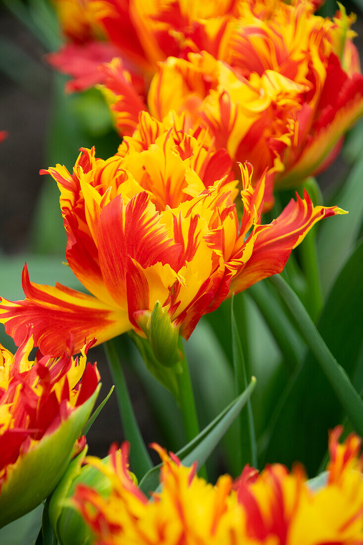 Tulipa Tambora