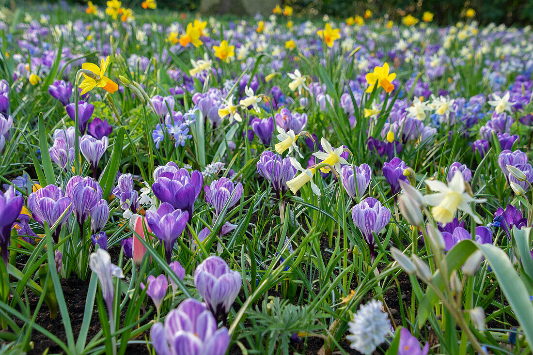 Early spring border