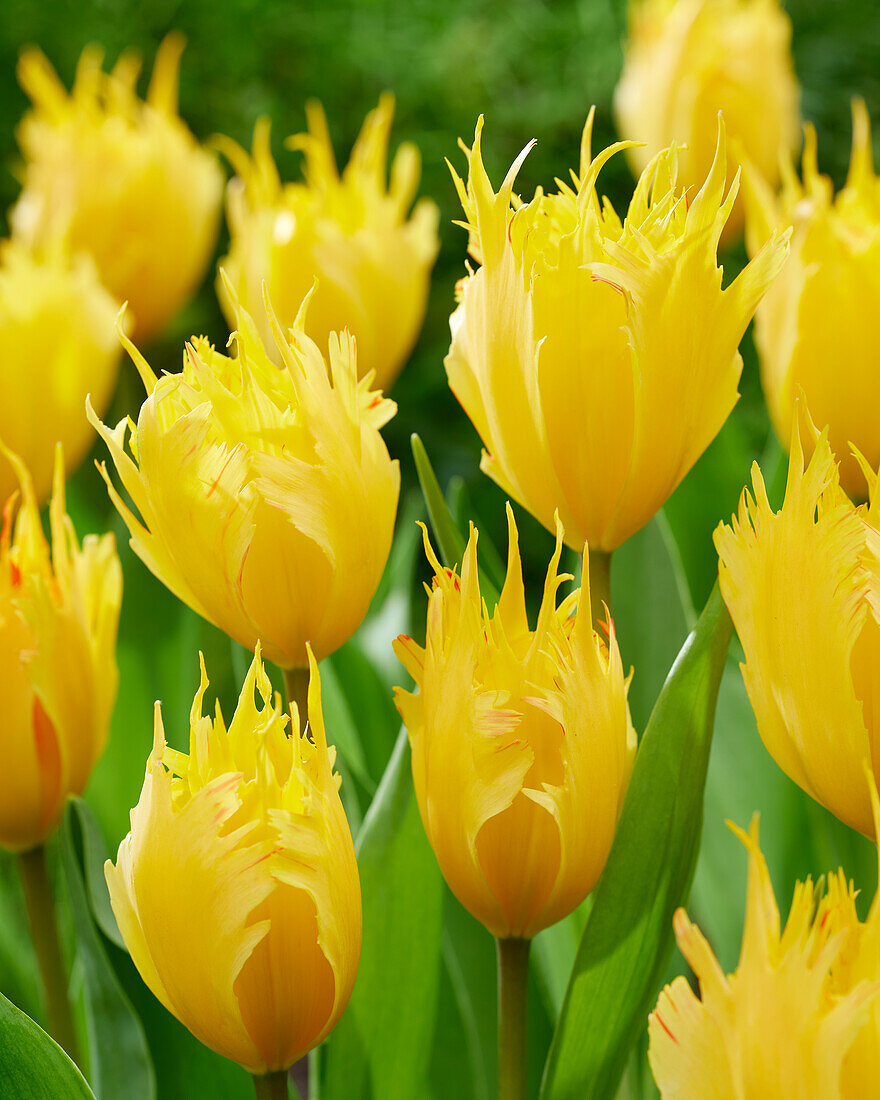 Tulipa Sunny Leo