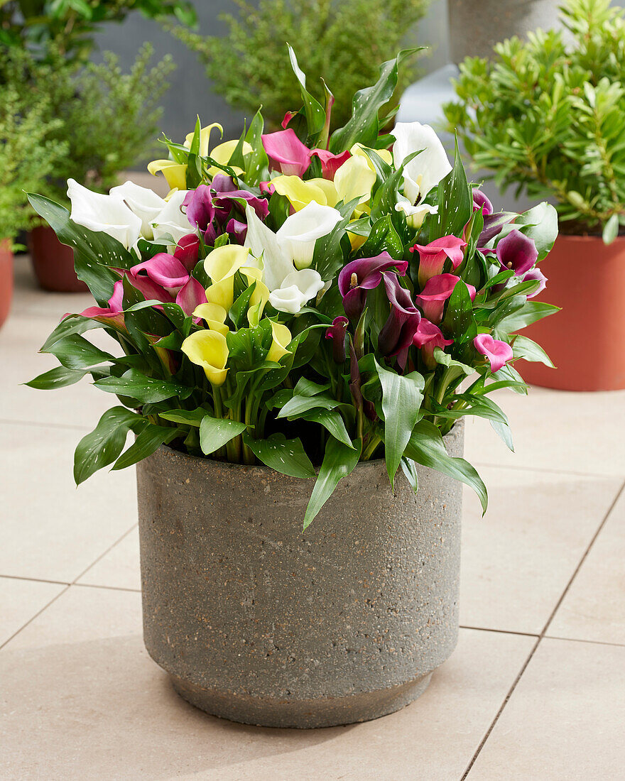 Zantedeschia mix