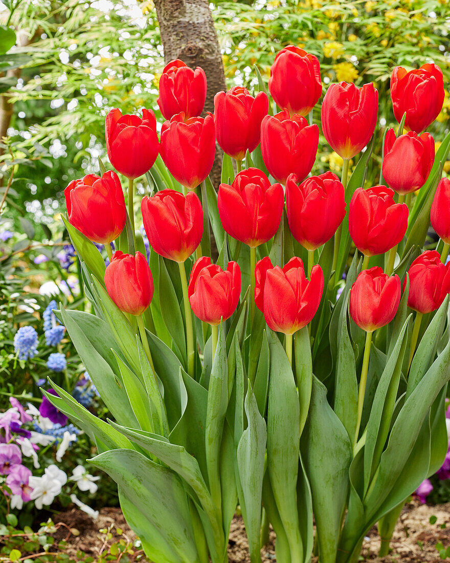 Tulipa Red Magic