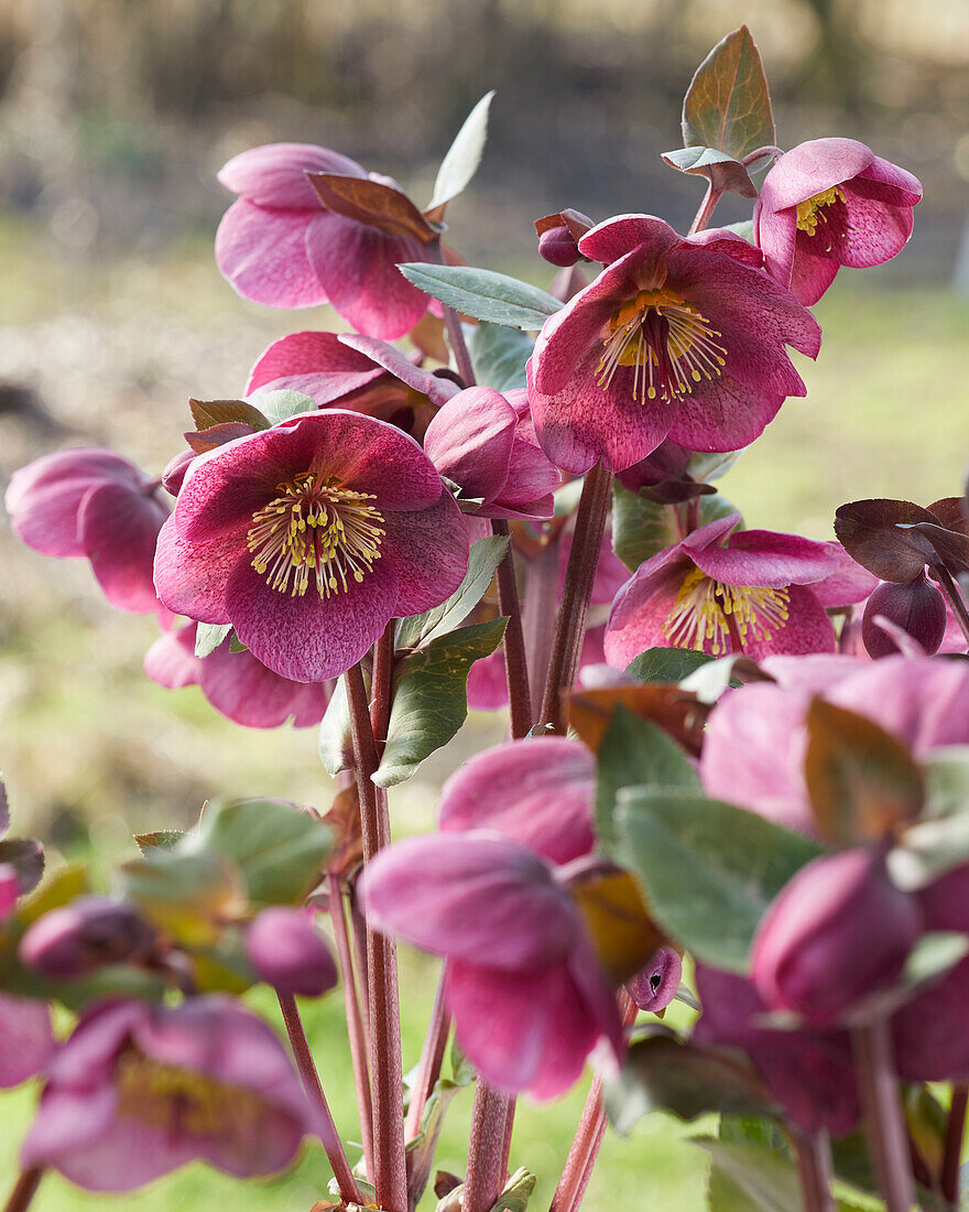 Helleborus Charmer