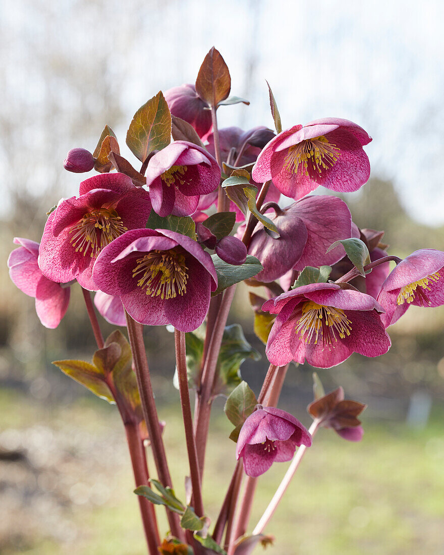 Helleborus Charmer