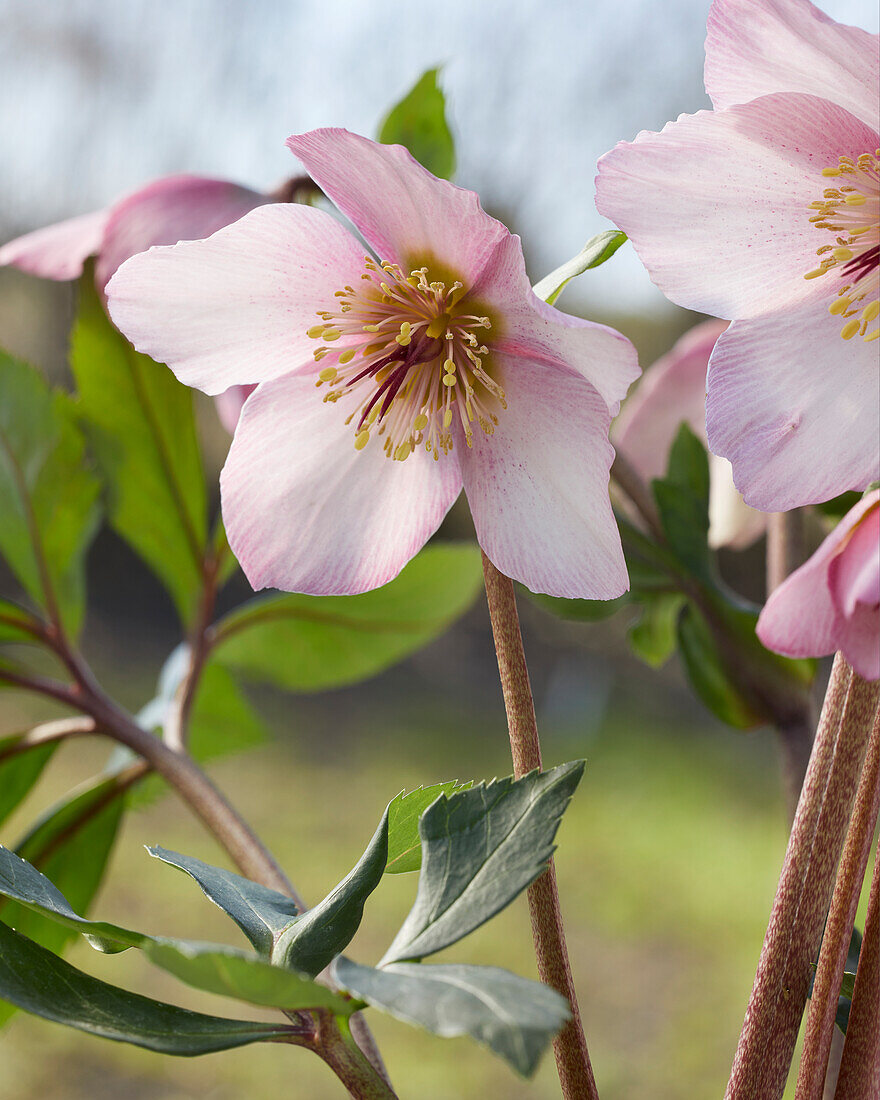 Helleborus Sensas