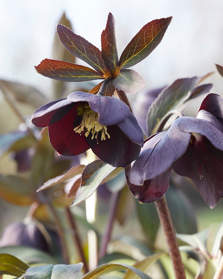 Helleborus orientalis Black Beauty