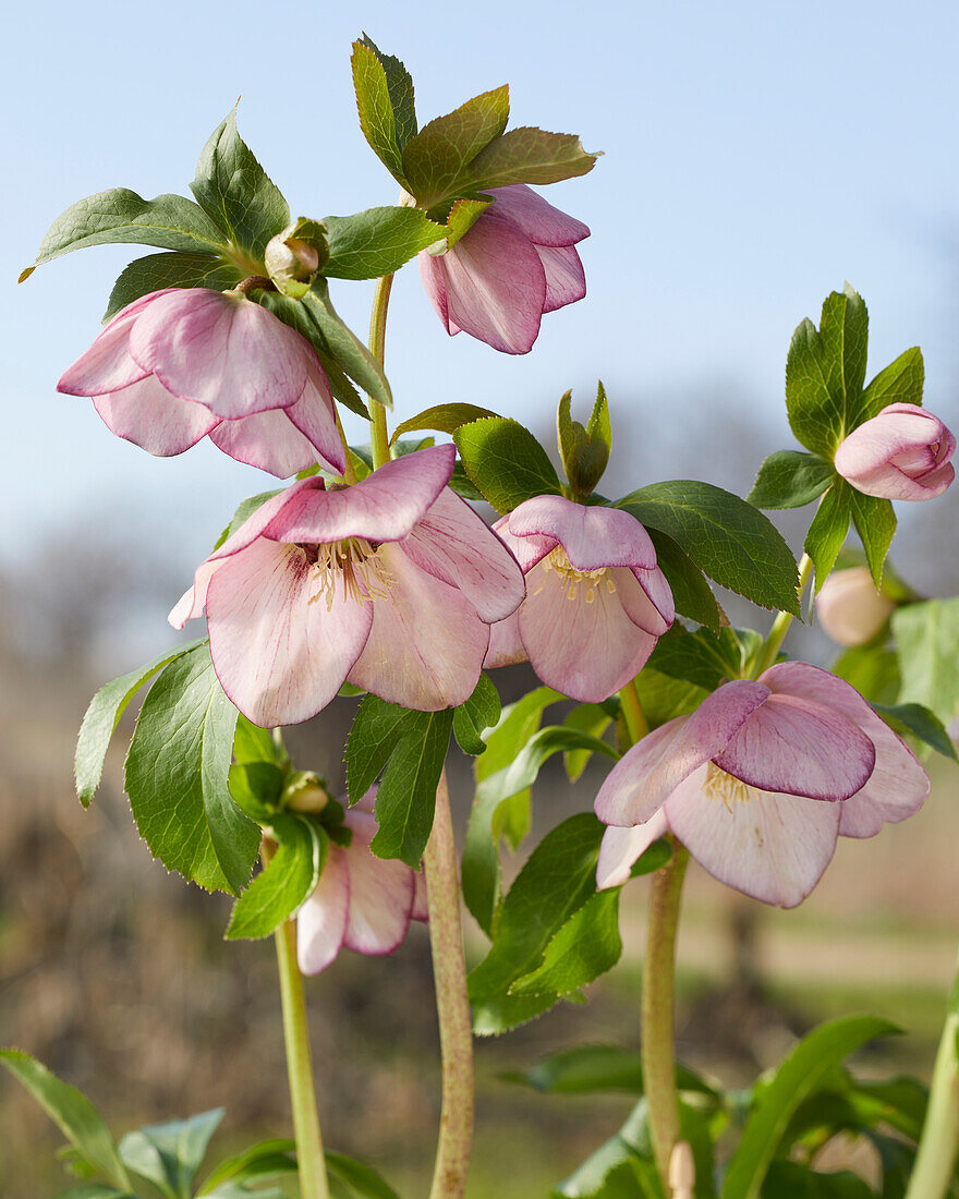 Helleborus orientalis (Orientalische Nieswurz) 'Picotee Pink'