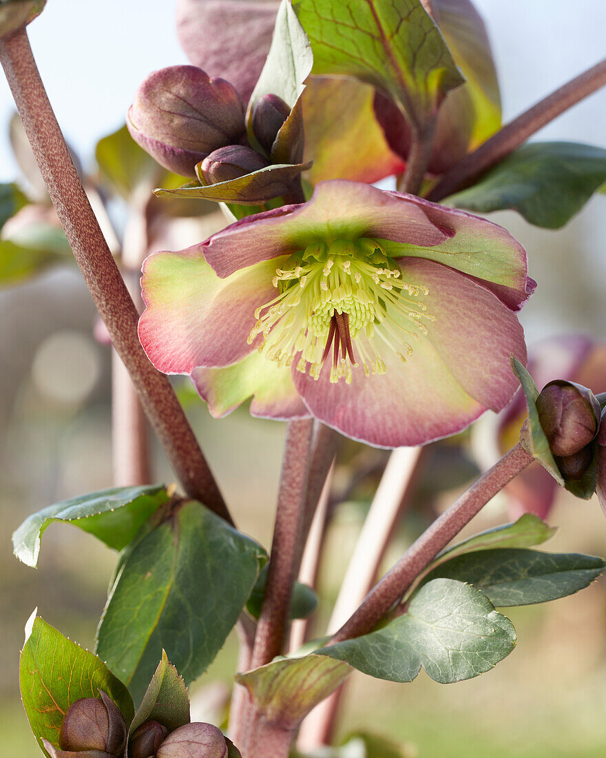 Helleborus Dana's Dulcet, Danas Dulcet