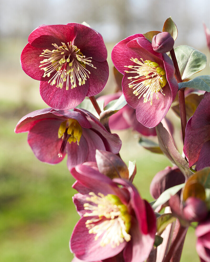 Helleborus Vibey Velvet